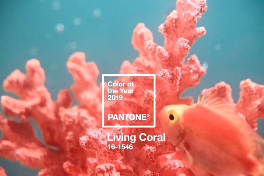 Living Coral (tạm dịch: đỏ hồng san hô) :màu của năm 2019